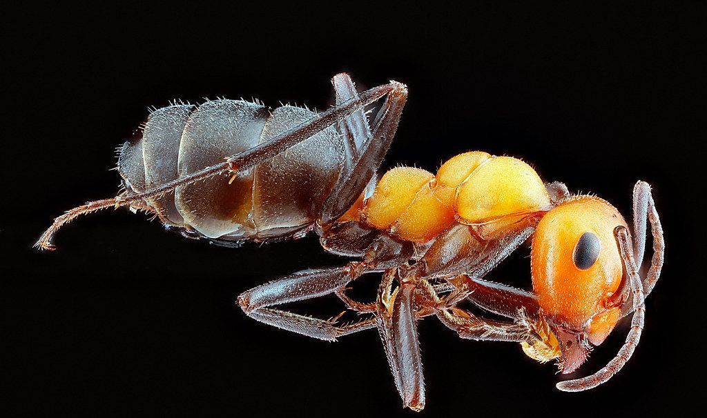 Ant Control service in Memphis, TN