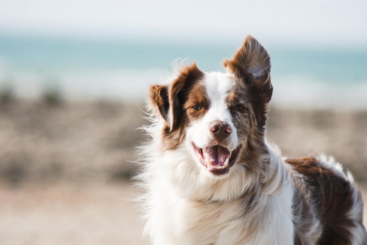 Flea & Tick Control service in Memphis, TN