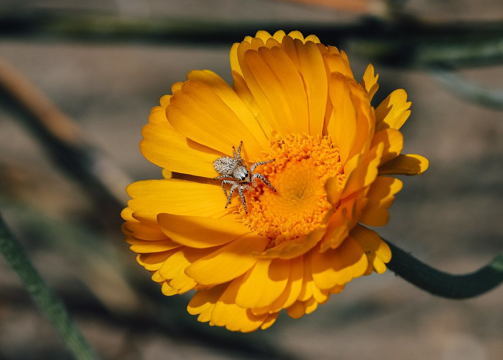 Spider Control service in Memphis, TN